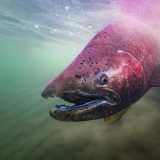 Alaska Salmon Trip