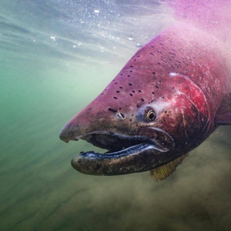 Alaska Salmon Trip