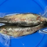 DeadBait Frozen Trout