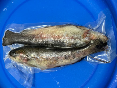 DeadBait Frozen Trout