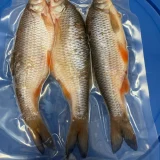 DeadBait Frozen Roach