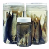 DeadBait Jar Roach