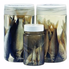 DeadBait Jar Roach