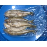 DeadBait Frozen Smelt