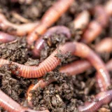 Worms