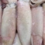DeadBait Frozen Squid Bag 3-4pcs